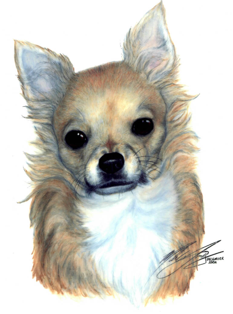 Portrait of chihuahua
