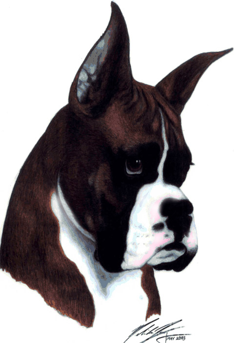 Portrait of boxer