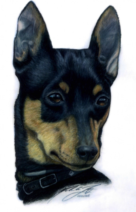 Portrait of min pin