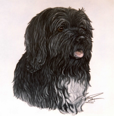 Portrait of terrier